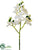 Phalaenopsis Orchid Spray - White White - Pack of 12
