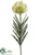 Needle Protea Spray - Green - Pack of 12