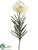 Needle Protea Spray - White - Pack of 12