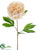 Peony Spray - Vanilla - Pack of 12