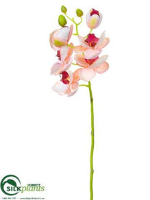 Phalaenopsis Orchid Spray - Pink - Pack of 12