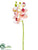 Phalaenopsis Orchid Spray - Pink - Pack of 12