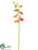 Phalaenopsis Orchid Spray - Green Orchid - Pack of 12