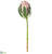 Protea Bud Spray - Pink Light - Pack of 12