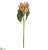 King Protea Spray - Orange - Pack of 12