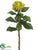 Needle Protea Spray - Green - Pack of 12