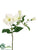 Petunia Spray - Cream White - Pack of 12