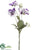Pansy Spray - Purple White - Pack of 12