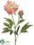 Peony Spray - Salmon Peach - Pack of 12