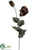 Poppy Spray - Chocolate - Pack of 12