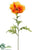 Poppy Spray - Yellow Dark - Pack of 12