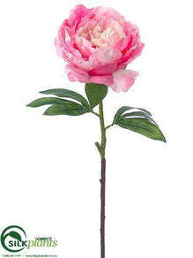 Peony Spray - Pink Cream - Pack of 24