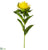 Pincushion Protea Spray - Yellow - Pack of 12
