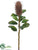 Banksia Protea Spray - Tan - Pack of 12