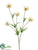 Prairie Poppy Spray - Cream - Pack of 12