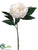 Peony Spray - Cream Beauty - Pack of 12