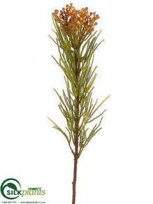 Jungle Protea Spray - Burgundy Yellow - Pack of 12