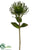 Protea Spray - Green - Pack of 12