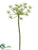 Queen Anne's Lace Spray - White - Pack of 12