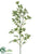 Queen Anne's Lace Spray - White - Pack of 6