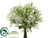 Queen Anne's Lace Bundle - White - Pack of 12