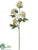 Queen Anne's Lace Spray - Vanilla - Pack of 12