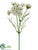 Queen Anne's Lace Spray - White - Pack of 24