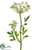 Queen Anne's Lace Spray - White - Pack of 12