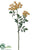 Queen Anne's Lace Spray - Amber - Pack of 12