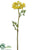 Queen Anne's Lace Spray - Yellow - Pack of 12
