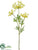 Queen Anne's Lace Spray - Yellow Green - Pack of 12