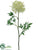 Queen Anne's Lace Spray - White Green - Pack of 12