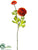 Ranunculus Spray - Flame - Pack of 12