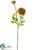 Ranunculus Spray - Mustard - Pack of 12