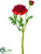 Ranunculus Spray - Tomato Red - Pack of 24