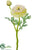 Ranunculus Spray - White - Pack of 24