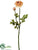 Ranunculus Spray - Cream Peach - Pack of 12