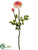 Silk Plants Direct Ranunculus Spray - Cream Peach - Pack of 12