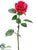Rose Spray - Beauty Two Tone - Pack of 12