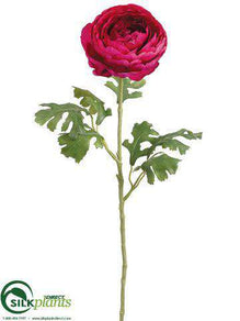 Double Ranunculus Spray - Beauty - Pack of 12