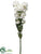 Ranunculus Bundle - White - Pack of 12