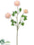 Ranunculus Spray - Pink Soft - Pack of 12