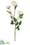 Ranunculus Spray - White - Pack of 12