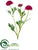 Ranunculus Spray - Red - Pack of 12