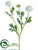 Ranunculus Spray - White - Pack of 12