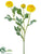 Ranunculus Spray - Yellow - Pack of 12