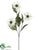 Rudbeckia Spray - Cream Green - Pack of 12