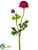 Ranunculus Spray - Boysenberry - Pack of 12