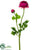 Ranunculus Spray - Boysenberry - Pack of 12