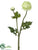 Ranunculus Spray - Lime - Pack of 12